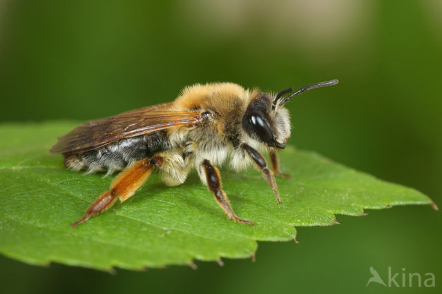 Bees and Bumblebee