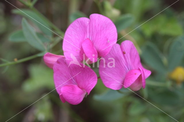 Aardaker (Lathyrus tuberosus)