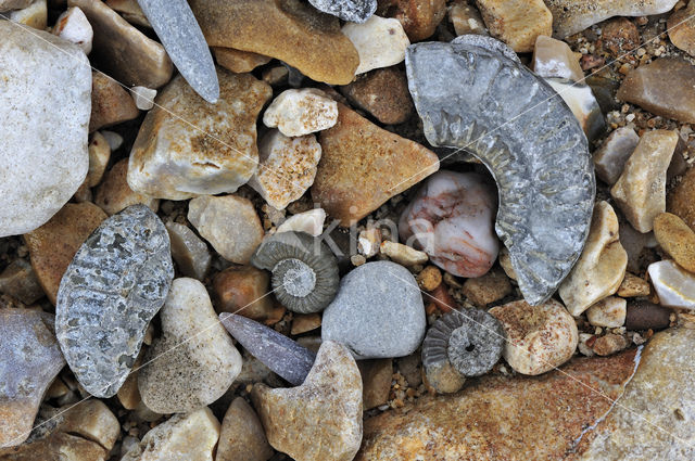 Ammonite (extinct)