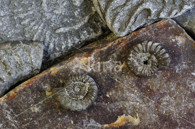 Ammonite (extinct)