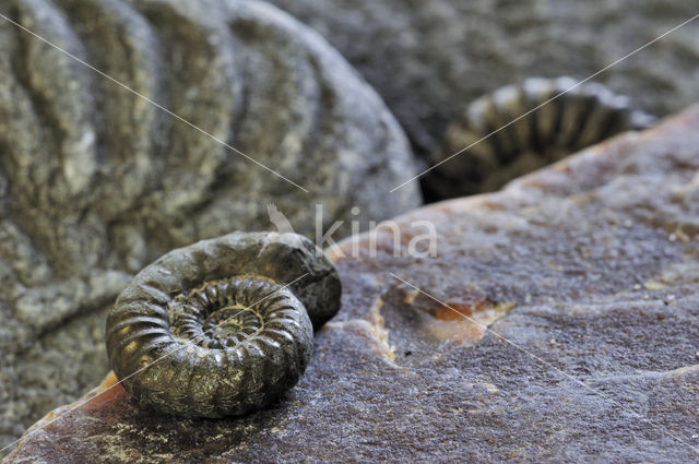 Ammonite (extinct)