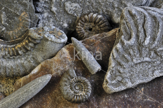 Ammonite (extinct)