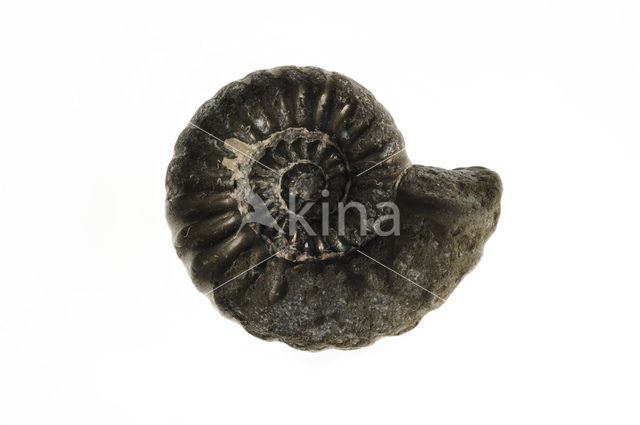 Ammonite (extinct)