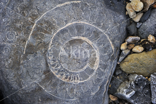 Ammonite (extinct)