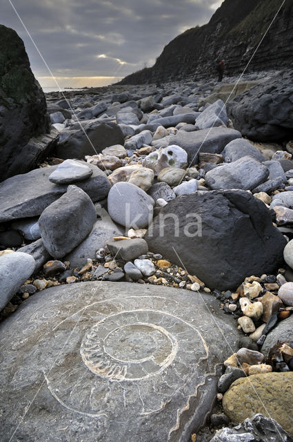 Ammonite (extinct)