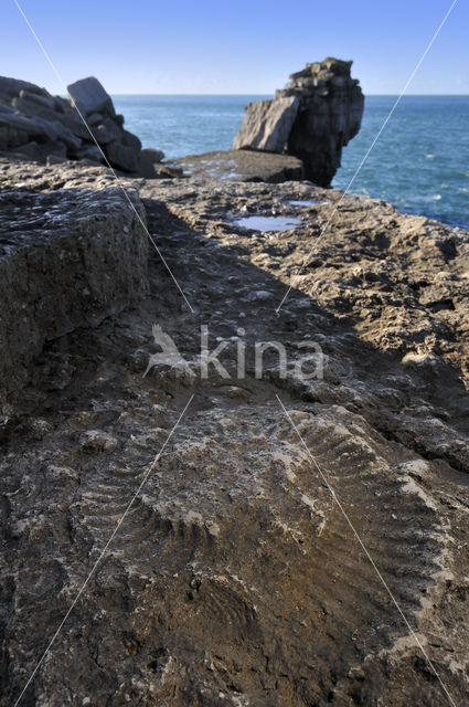 Ammonite (extinct)