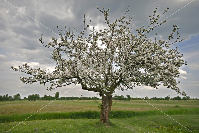 Apple (Malus domesticus)