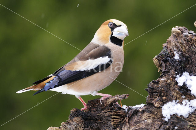 Hawfinch (Coccothraustes coccothraustes)