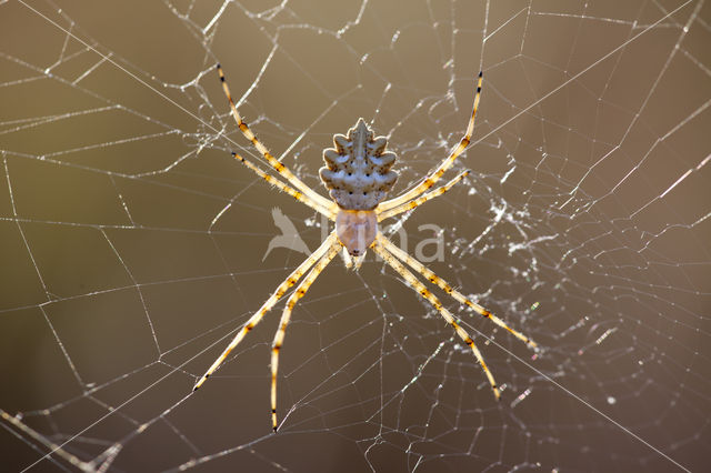 Argiope lobata