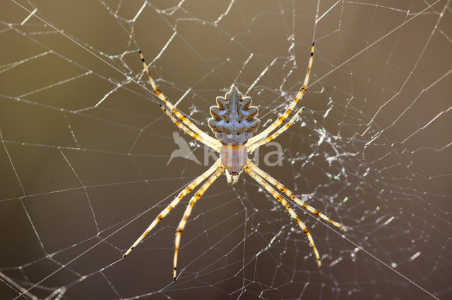 Argiope lobata