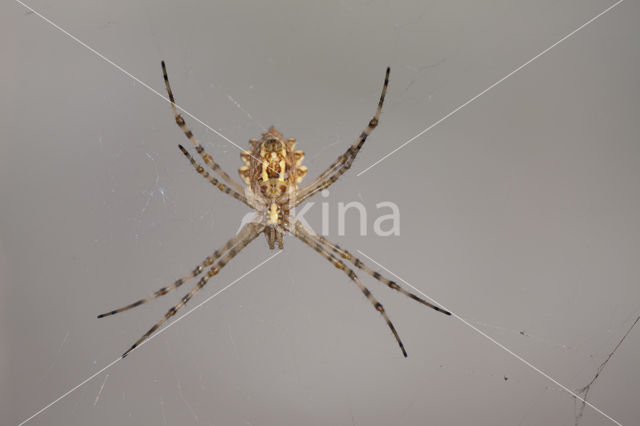 Argiope lobata