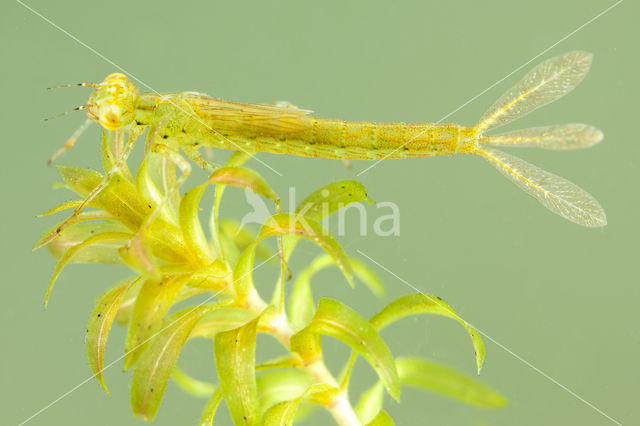 Azure Damselfly (Coenagrion puella)