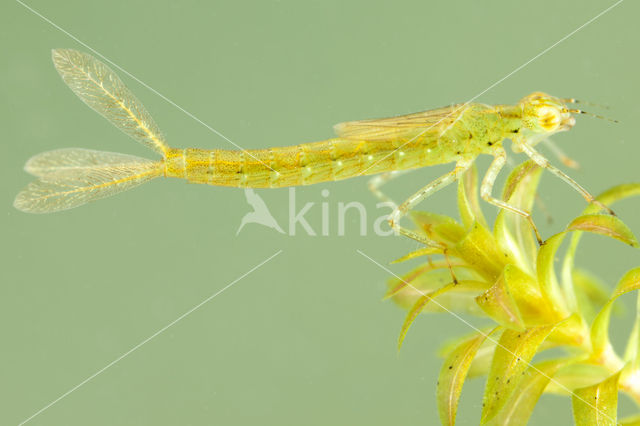 Azure Damselfly (Coenagrion puella)