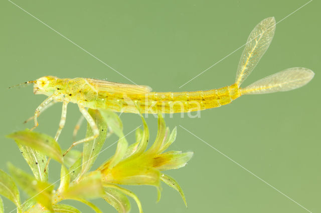 Azuurwaterjuffer (Coenagrion puella)