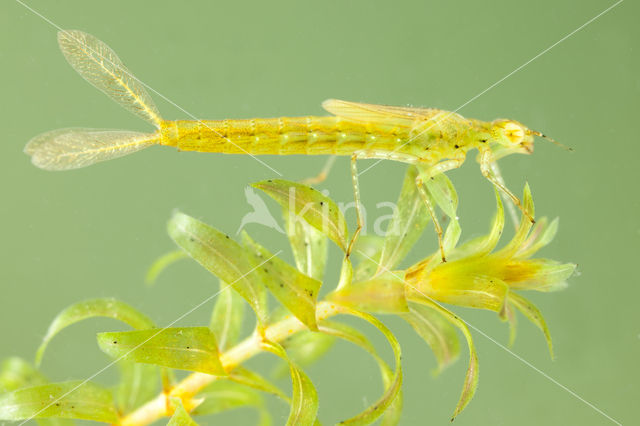 Azure Damselfly (Coenagrion puella)