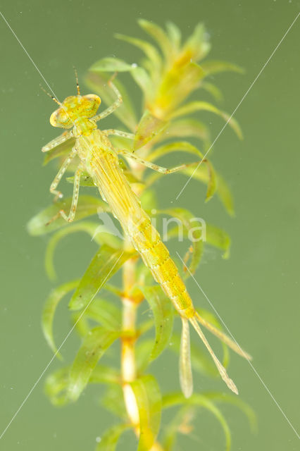 Azure Damselfly (Coenagrion puella)