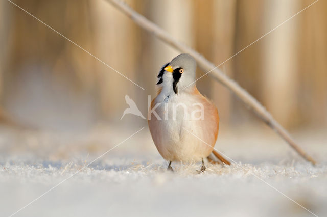 Bearded Reedling (Panurus biarmicus)