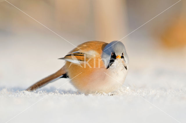 Bearded Reedling (Panurus biarmicus)