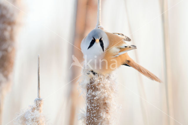 Bearded Reedling (Panurus biarmicus)