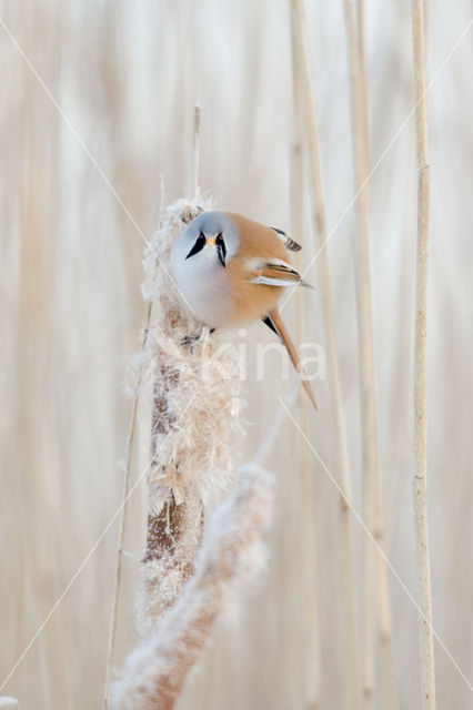 Bearded Reedling (Panurus biarmicus)