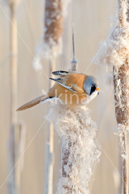 Bearded Reedling (Panurus biarmicus)