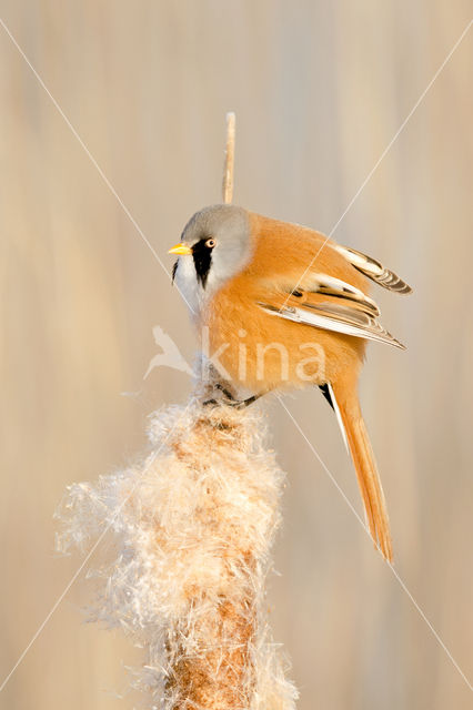 Bearded Reedling (Panurus biarmicus)