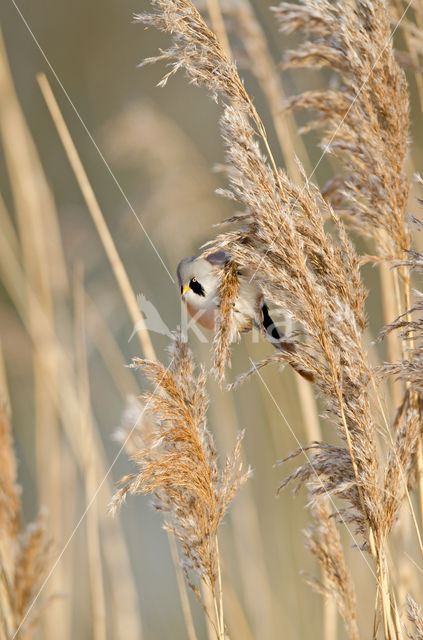 Bearded Reedling (Panurus biarmicus)