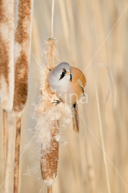 Bearded Reedling (Panurus biarmicus)