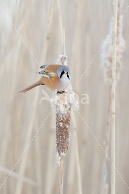 Bearded Reedling (Panurus biarmicus)