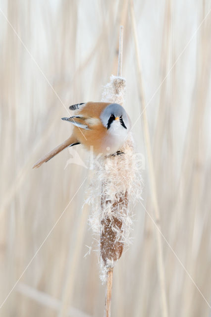 Bearded Reedling (Panurus biarmicus)