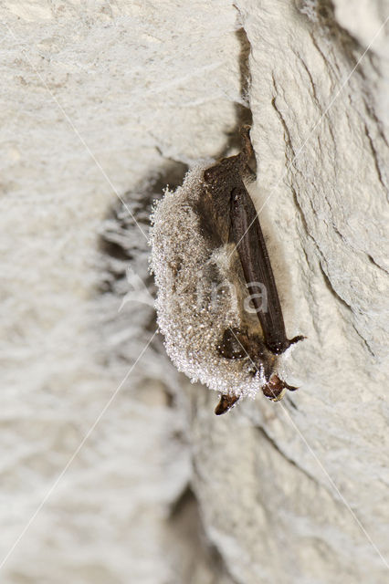 Baardvleermuis (Myotis mystacinus)