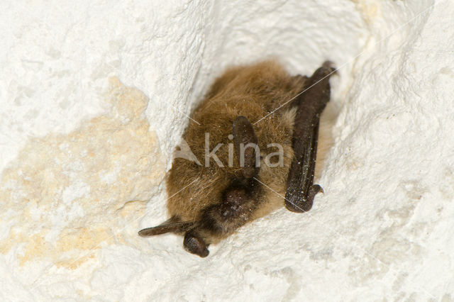 Baardvleermuis (Myotis mystacinus)