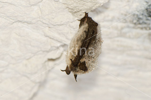 Baardvleermuis (Myotis mystacinus)