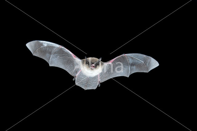 Baardvleermuis (Myotis mystacinus)