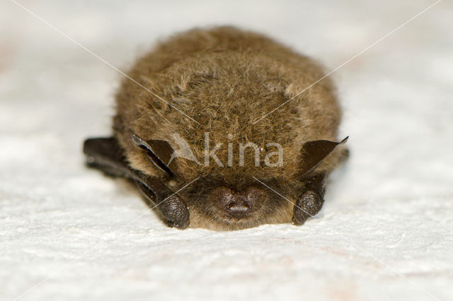 Baardvleermuis (Myotis mystacinus)