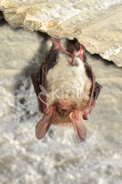 Bechstein's Bat (Myotis bechsteinii)