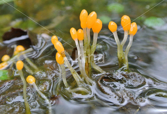 Beekmijtertje (Mitrula paludosa)