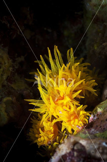 Red cup Coral (Tubastrea coccinea)