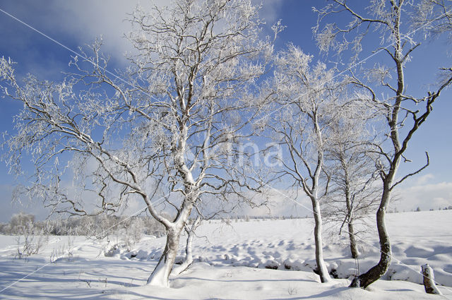 Berk (Betula)