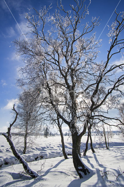 Berk (Betula)