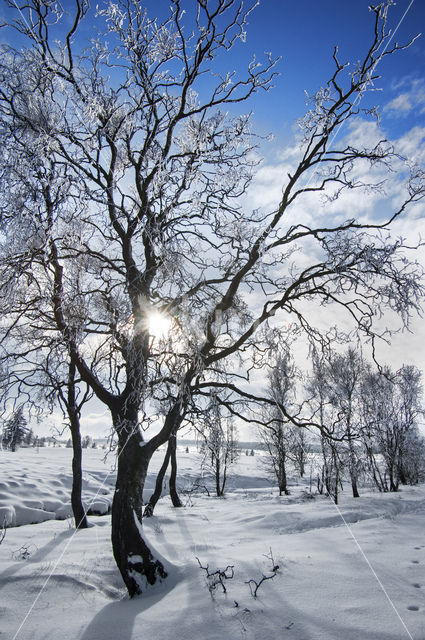 Birch (Betula)