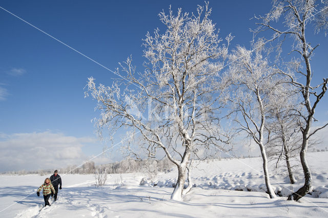 Berk (Betula)