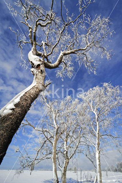 Birch (Betula)