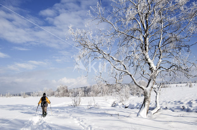 Birch (Betula)