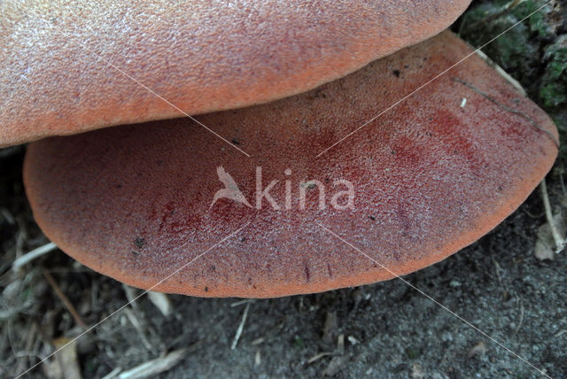 Beefsteak Fungus (Fistulina hepatica)