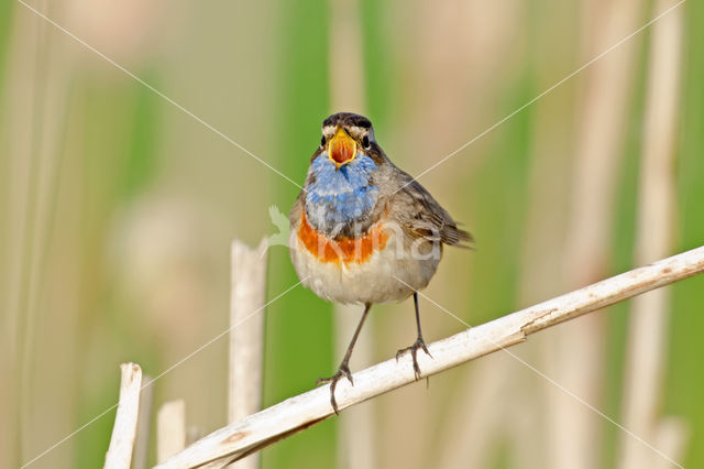 Blauwborst (Luscinia svecica)