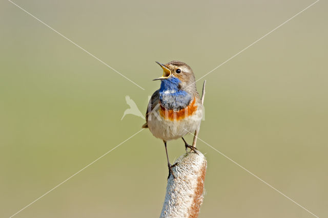 Blauwborst (Luscinia svecica)