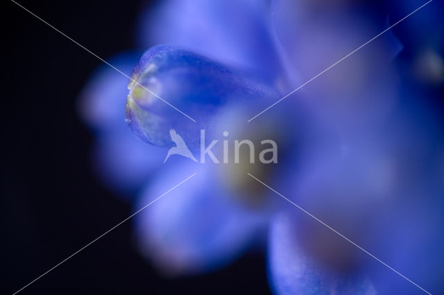 Small Grape Hyacinth (Muscari botryoides)