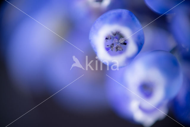 Blauwe druifjes (Muscari botryoides)