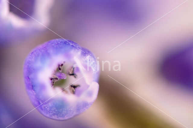 Small Grape Hyacinth (Muscari botryoides)